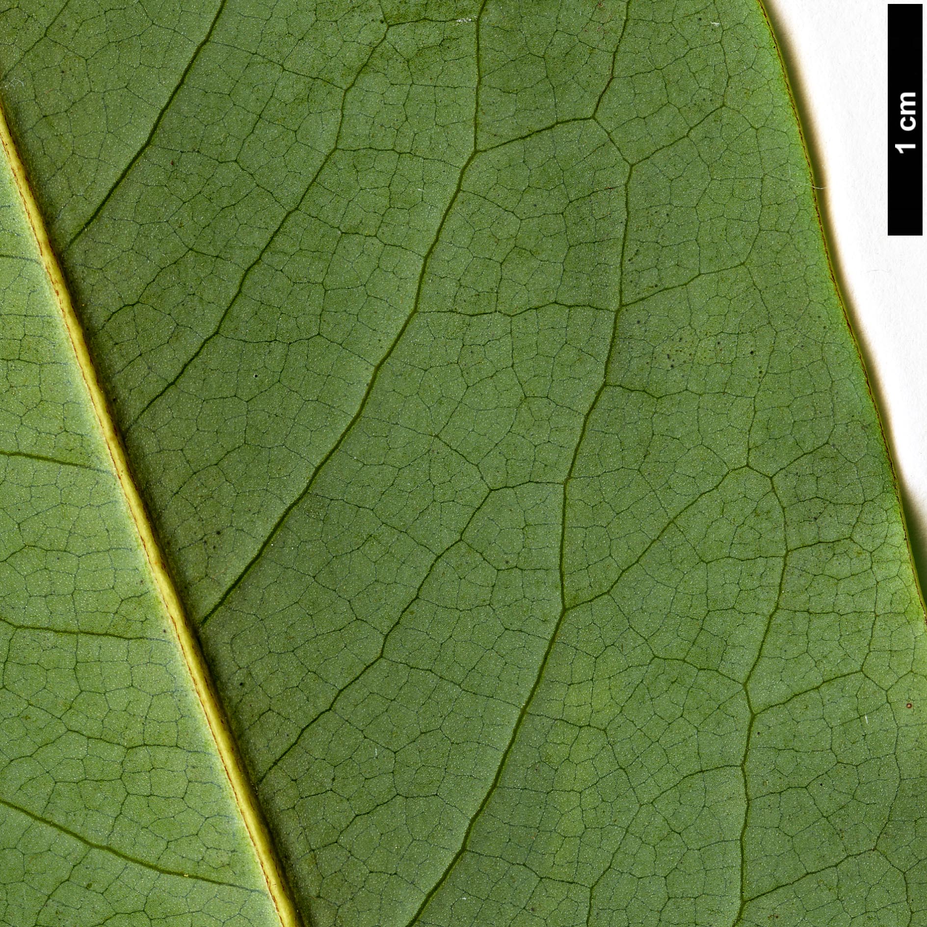 High resolution image: Family: Magnoliaceae - Genus: Magnolia - Taxon: cavaleriei - SpeciesSub: var. platypetala High resolution image: Family: Magnoliaceae - Genus: Magnolia - Taxon: cavaleriei - SpeciesSub: var. platypetala